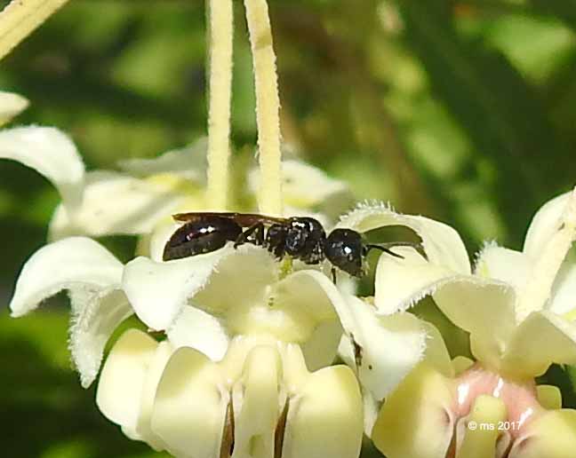 Pemphedron sp. (Crabronidae) e Hylaeus sp. (Apidae Colletinae)